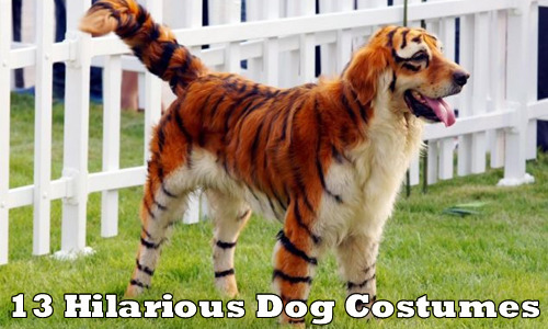 13 Hilarious Dog Costumes