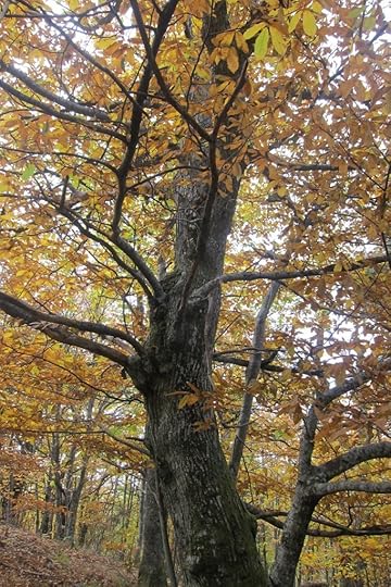 IMG_0006_4
