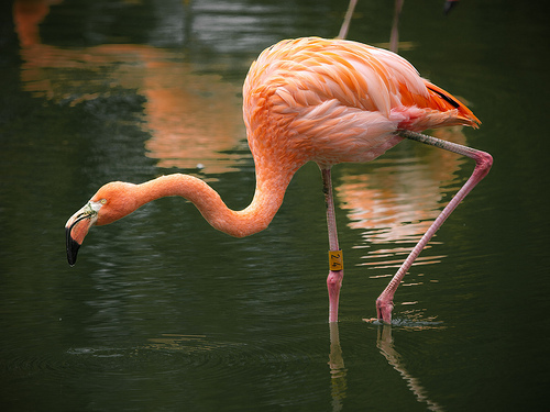 Flamingo
