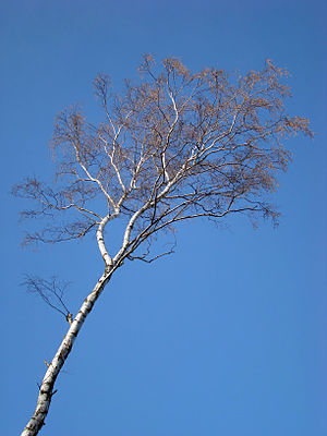 Betula pendula (Brzoza brodawkowata)