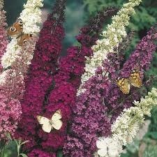 Butterfly bush.