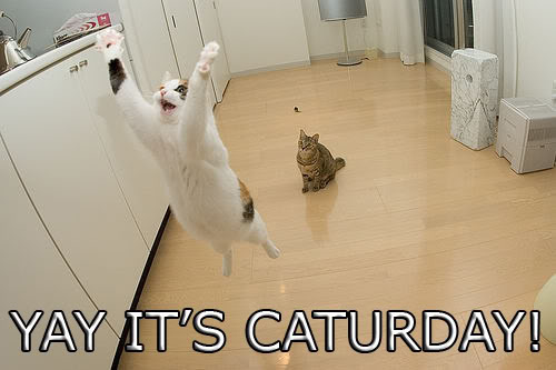 happy saturday photo: Saturday Caturday.jpg
