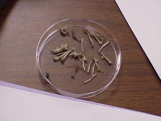 Bones in a petri dish. Source: http://images.uk.ask.com/fr?q=sorting+bones+petri+dish&desturi=http%3A%2F%2Feducatoral.com%2Fowl_pellet_lab.html&initialURL=http%3A%2F%2Fuk.ask.com%2Fpictures%3Fqsrc%3D1%26o%3Dffx%26l%3Ddir%26q%3Dsorting%2Bbones%2Bpetri%2Bdish&fm=i&ac=112&fsel=1&ftURI=http%3A%2F%2Fimages.uk.ask.com%2Ffr%3Fq%3Dsorting%2Bbones%2Bpetri%2Bdish%26desturi%3Dhttp%253A%252F%252Feducatoral.com%252Fowl_pellet_lab.html%26imagesrc%3Dhttp%253A%252F%252Feducatoral.com%252Fclass_movies_02%252FMVC-020F.JPG%26thumbsrc%3Dhttp%253A%252F%252Fmedia4.picsearch.com%252Fis%253FPYGSUvCXGd76aKv725uE9wd8NStP1lI9Q1wdqsU9nGk%26o%3Dffx%26l%3Ddir%26thumbuselocalisedstatic%3Dfalse%26thumbwidth%3D128%26thumbheight%3D96%26fn%3DMVC-020F.JPG%26imagewidth%3D640%26imageheight%3D480%26fs%3D26%26f%3D2%26fm%3Di%26fsel%3D1%26ftbURI%3Dhttp%253A%252F%252Fuk.ask.com%252Fpictures%253Fq%253Dsorting%252Bbones%252Bpetri%252Bdish%2526page%253D1%2526o%253Dffx%2526l%253Ddir%2526pstart%253D0&qt=