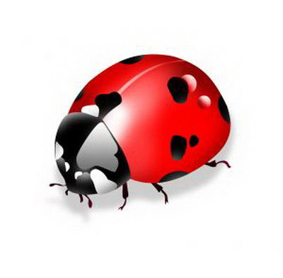 ladybird
