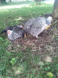 august twenty ninth 2013 137