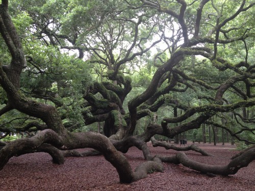 photo taken by me at the Angel Oak this summer