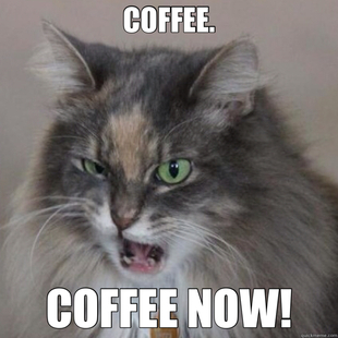coffee cat