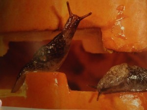RottenPumpkin3 300x225 Review of the Day: Rotten Pumpkin by David M. Schwartz