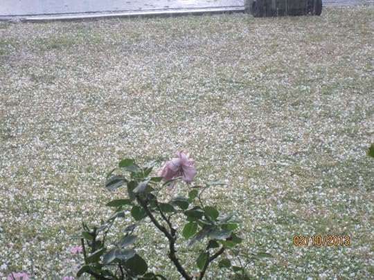  photo IMG_2784_zps11f38519.jpg