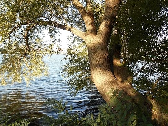 Willow 1