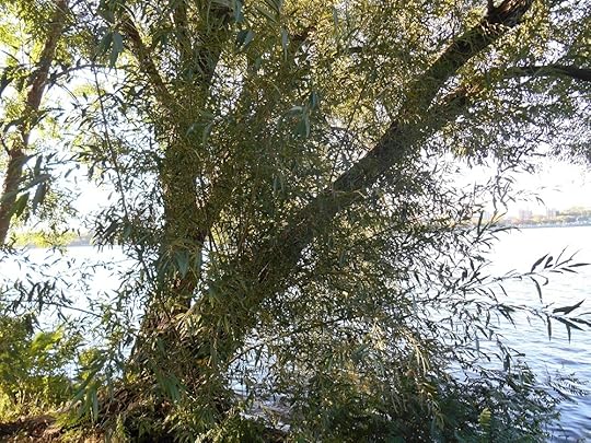 Willow 6