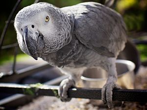 A pet adult Congo African Grey Parrot in Norway.