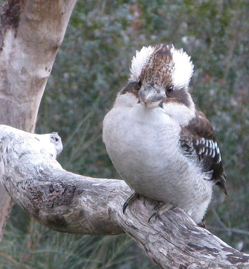 A kookaburra looking goofy