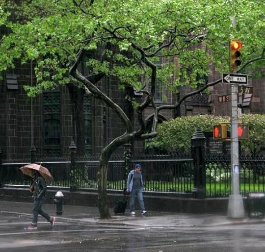 Tree at the Corner of 11th Street and 5th Avenue