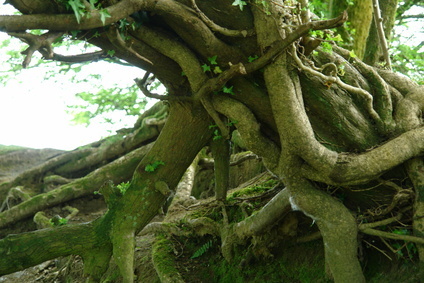 © Claire Glazebrook - Fotolia.com