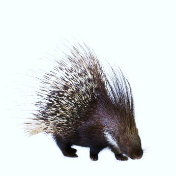  photo Fotolia_Porcupine_XS_zpse91257bb.jpg