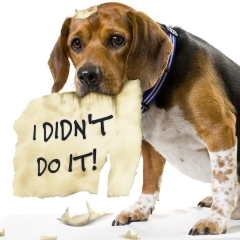 Dog%20Ate%20My%20Homework