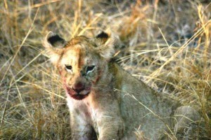 Baby Lion