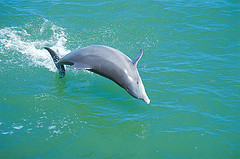 Playful Dolphin