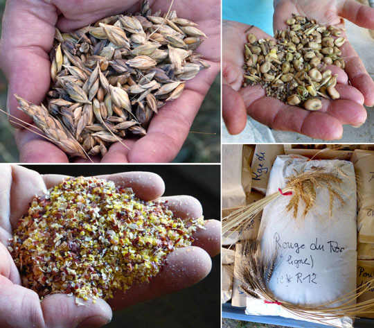 A handful of grain. Photo by Donna Turner Ruhlman.