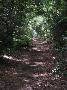 The trail I walk by the river