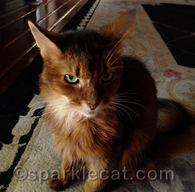Yes, this is my resting grumpy cat face
