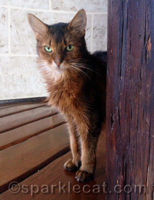 I purr for the kitties in shelters every day