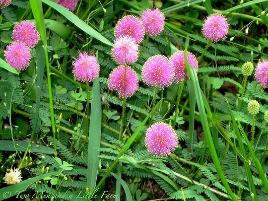 Horton's Who Flowers