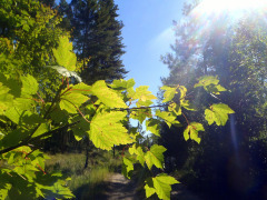 Sunlight through leaves