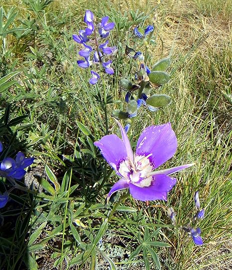 Mariposa lily with lupine