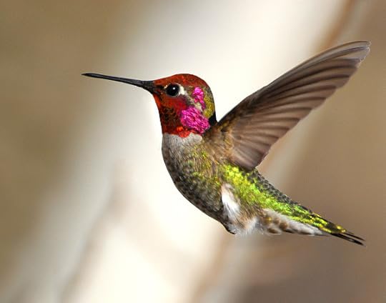 Anna's Hummingbird