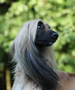 afghanischer-windhund-071_1