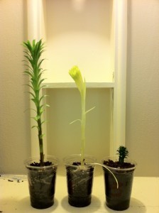 IMG 0231 224x300 Ecology