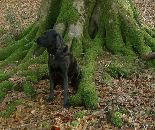 Root Dog