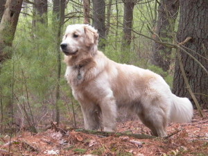 Golden_Retriever_standing_Tucker