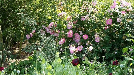 Informal Roses