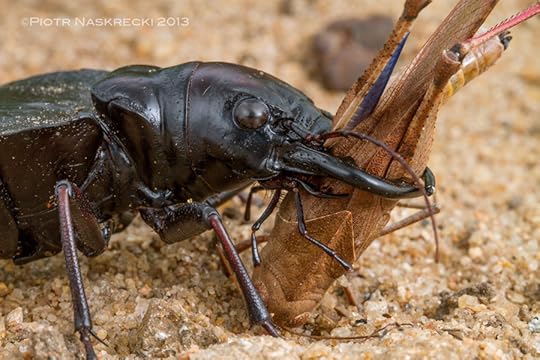 A male Manticora with prey [Canon 7D, Canon 100mm macro, 3 x Canon 580EXII]