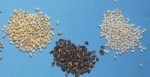Barley