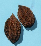 Butternuts