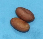 Cacao beans