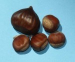 Chestnuts