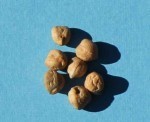 Chickpeas