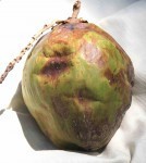 Coconut