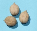 Hickory nuts
