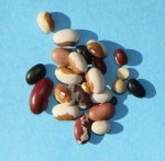 Legumes, various