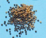 Mustard seeds