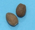 Nutmeg
