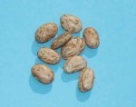 Pinto beans