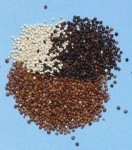 Quinoa