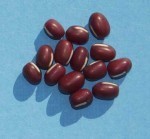 Red beans